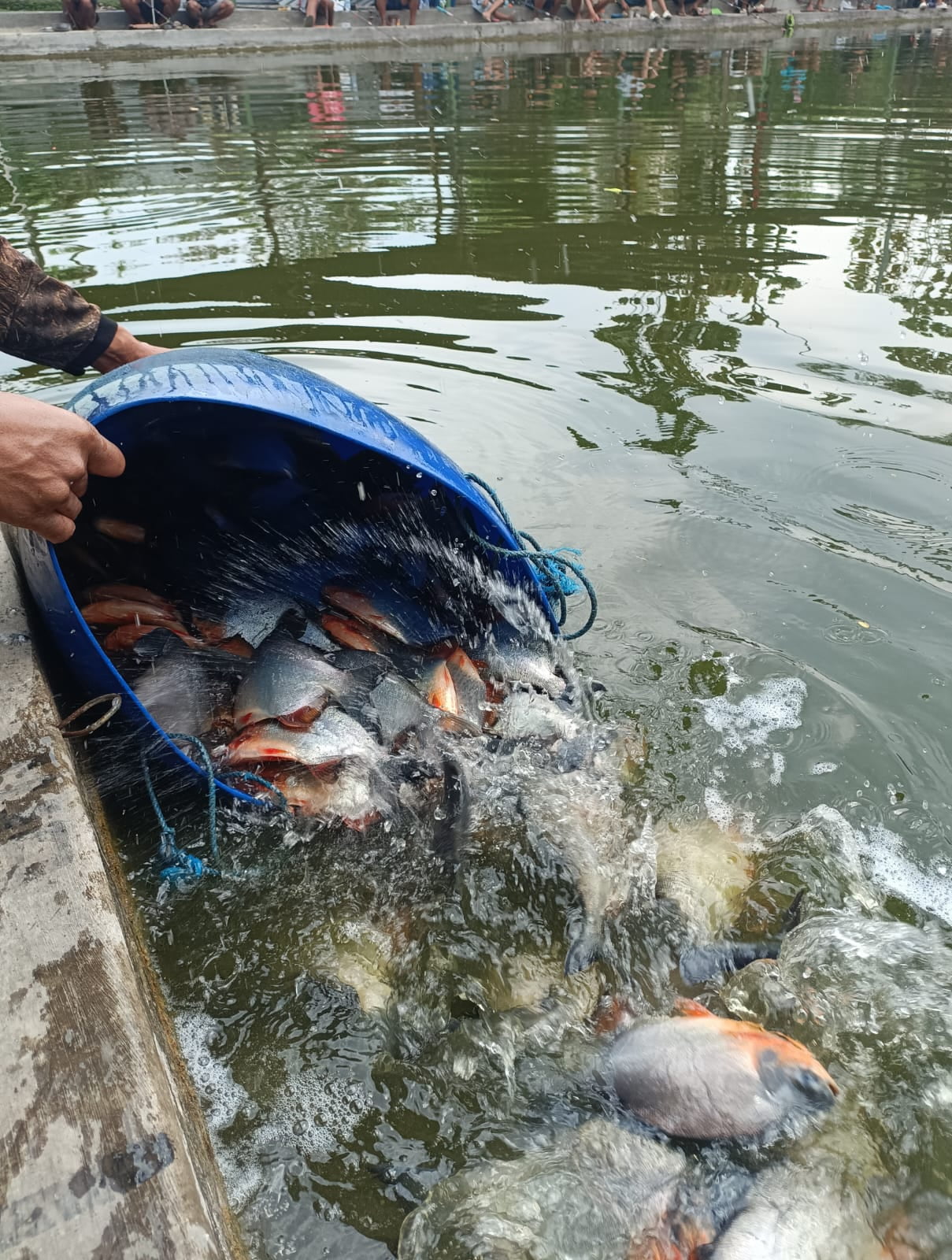 Penambahan Ikan Bawal di Kolam Lembah Pucung
